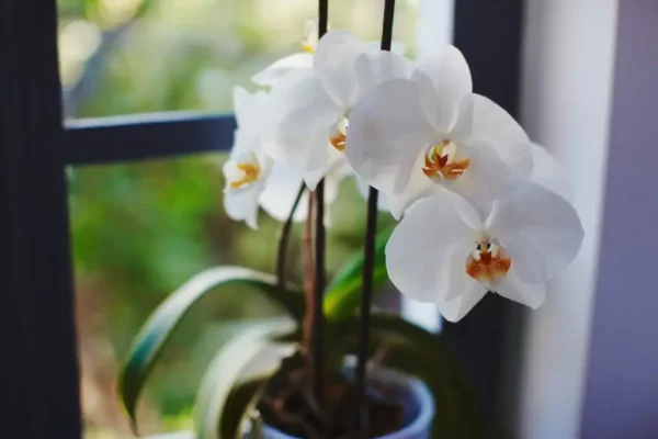 Ace Garden Center Orchid
